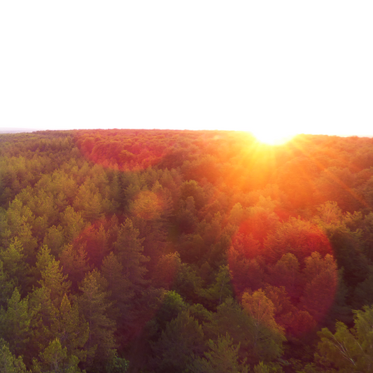 Ils préservent nos forêts : 5 acteurs de l’ombre qui mériteraient un peu plus de lumière.